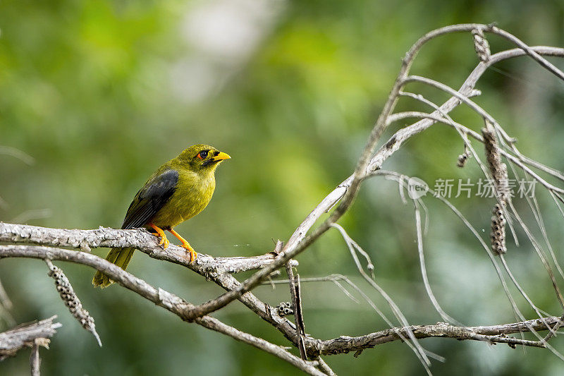 铃鸟(Manorina melanophrys)